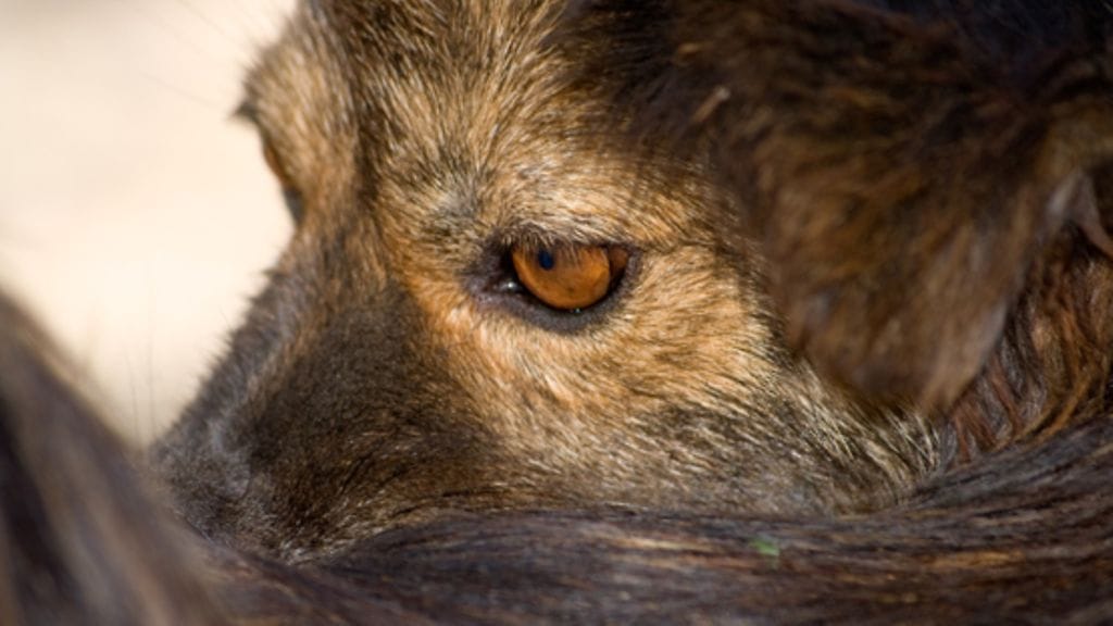 Eläinkin vaistoaa, milloin apu on tarpeen.