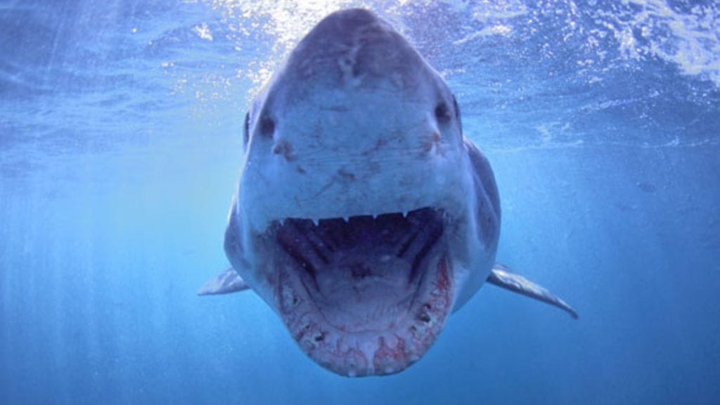 Valkohai on syystäkin pelätty saalistaja.